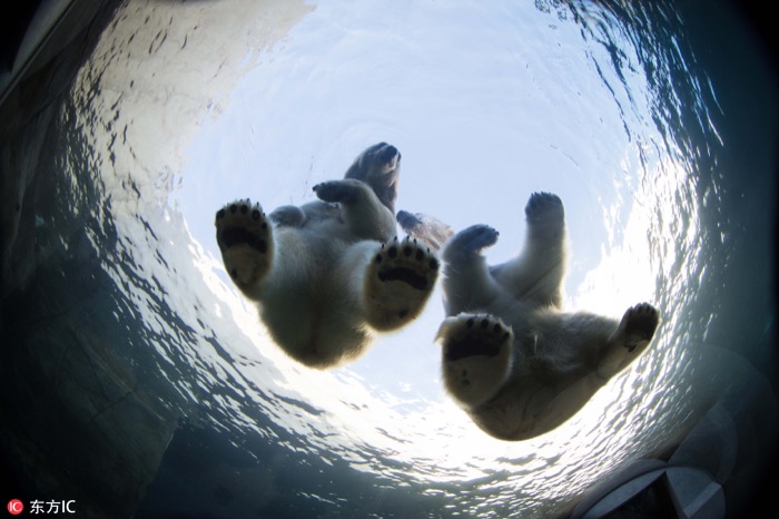 一月最佳動(dòng)物攝影趣聞賞：致自然，敬生命