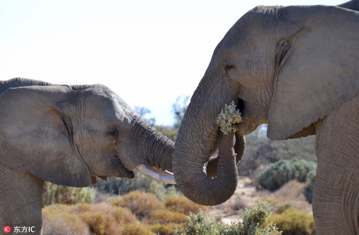 一月最佳動(dòng)物攝影趣聞賞：致自然，敬生命