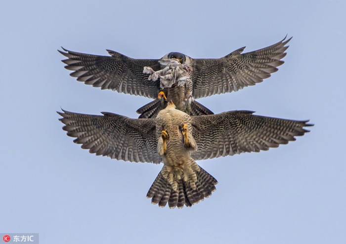 一月最佳動(dòng)物攝影趣聞賞：致自然，敬生命