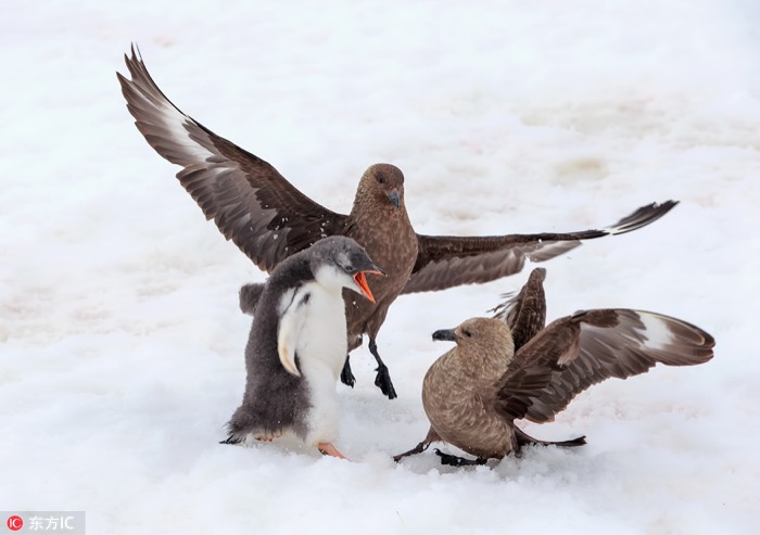 一月最佳動(dòng)物攝影趣聞賞：致自然，敬生命