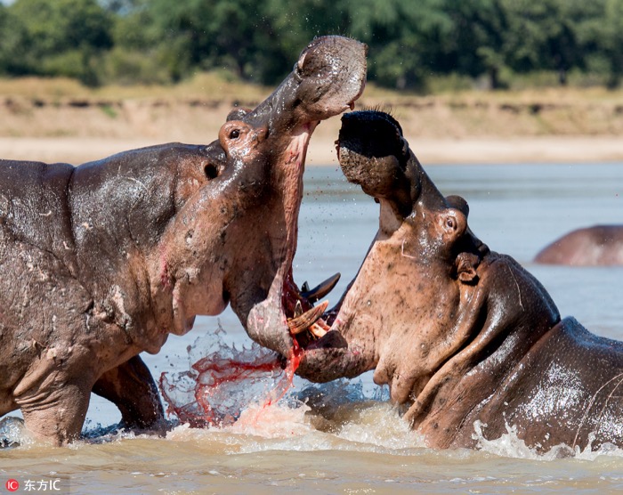 一月最佳動(dòng)物攝影趣聞賞：致自然，敬生命