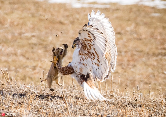 一月最佳動(dòng)物攝影趣聞賞：致自然，敬生命