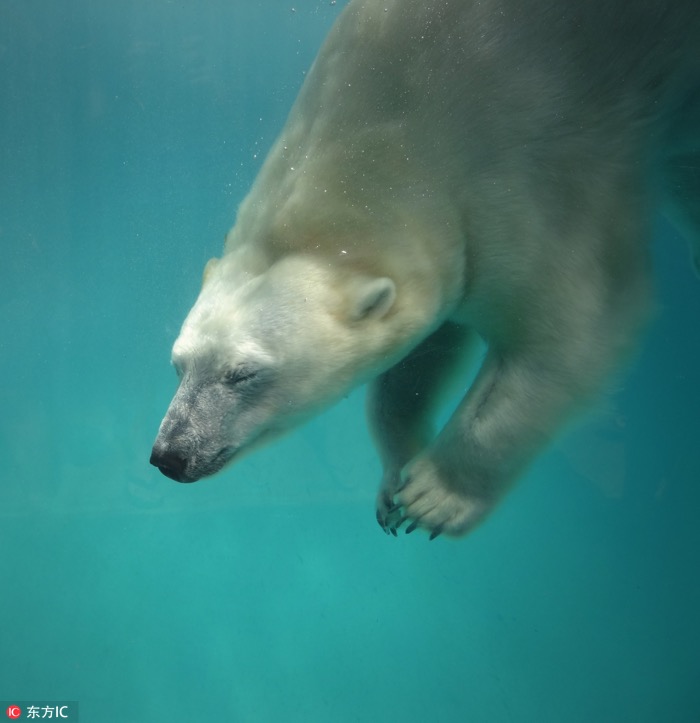 一月最佳動(dòng)物攝影趣聞賞：致自然，敬生命