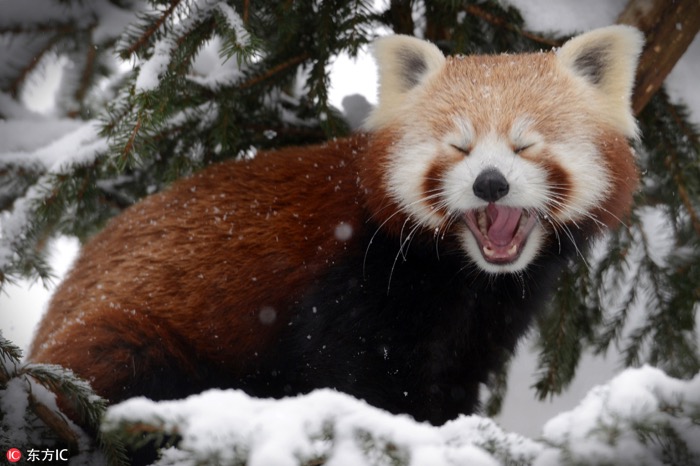 一月最佳動(dòng)物攝影趣聞賞：致自然，敬生命