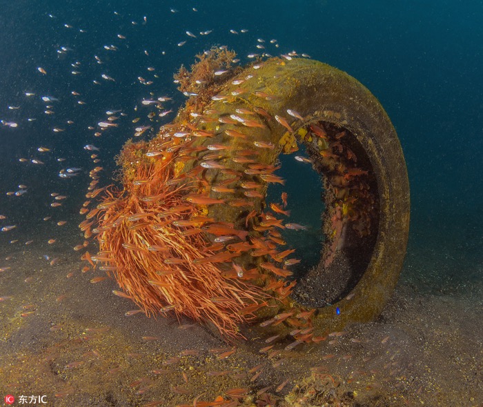 一月最佳動(dòng)物攝影趣聞賞：致自然，敬生命