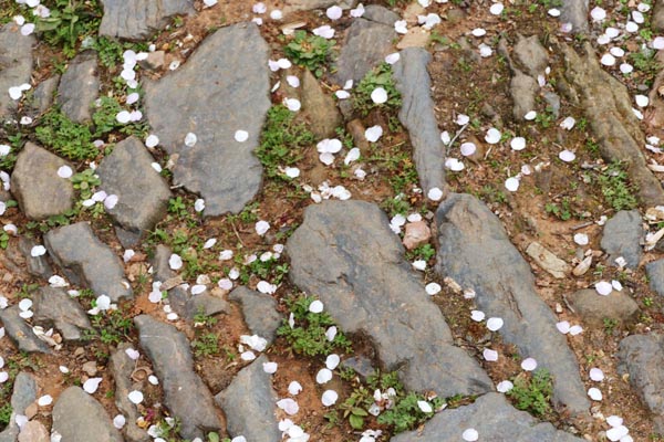 探梅關(guān)古道 看人間滄桑