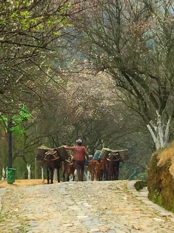 探梅關(guān)古道 看人間滄桑
