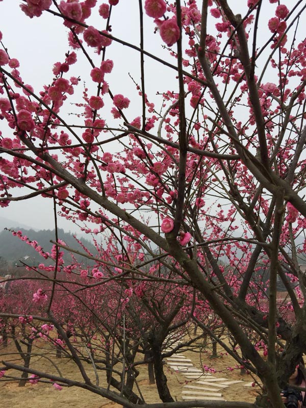 探梅關(guān)古道 看人間滄桑