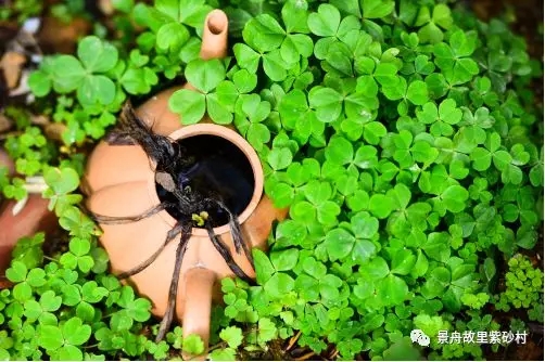 這個(gè)春天 ，全國(guó)媒體為紫砂村點(diǎn)贊！