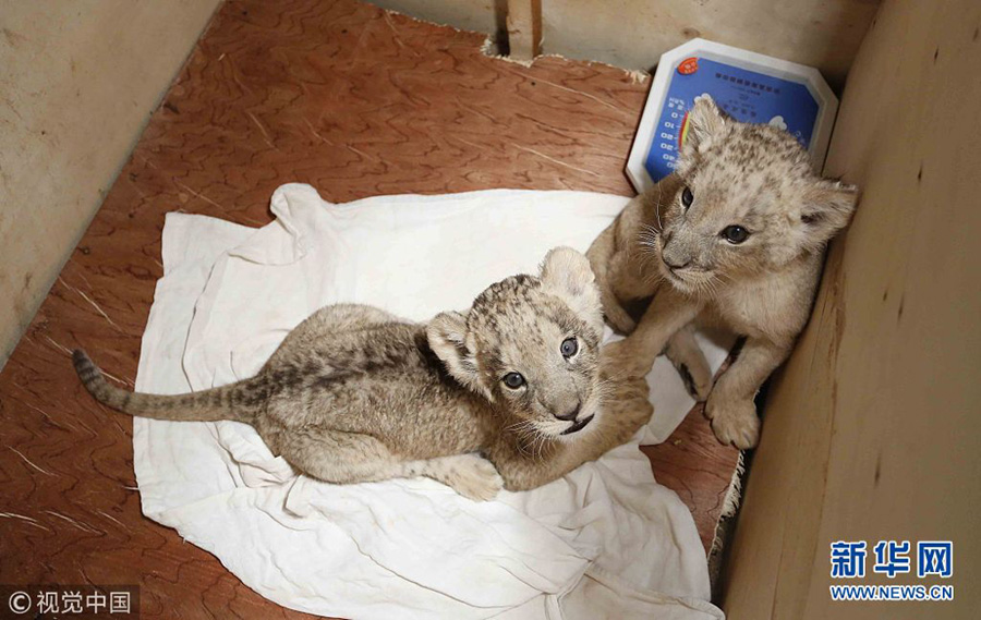 貴陽(yáng)：獅子“兄弟”組團(tuán)賣萌