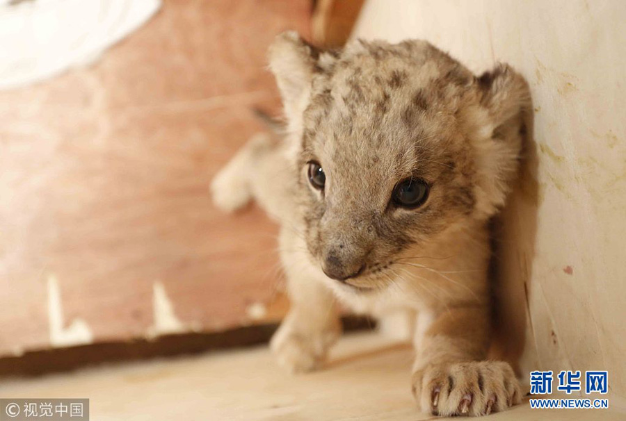 貴陽：獅子“兄弟”組團賣萌