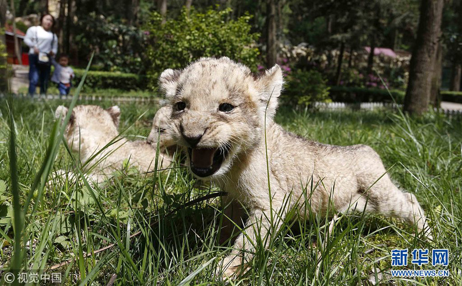 貴陽：獅子“兄弟”組團(tuán)賣萌