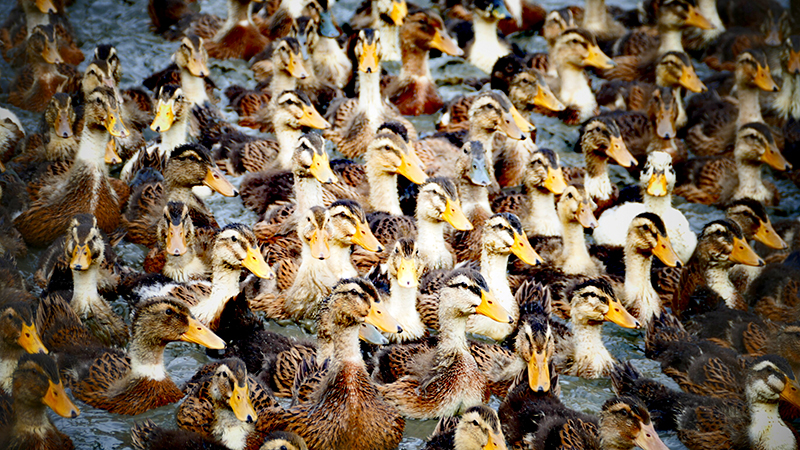 四川興文：鄉(xiāng)村振興戰(zhàn)略富農(nóng)家