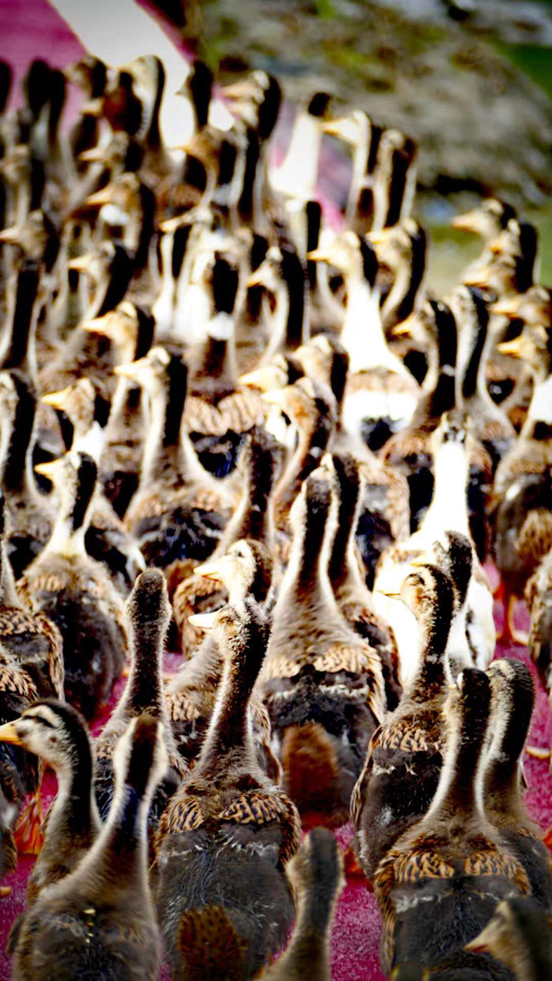 四川興文：鄉(xiāng)村振興戰(zhàn)略富農(nóng)家