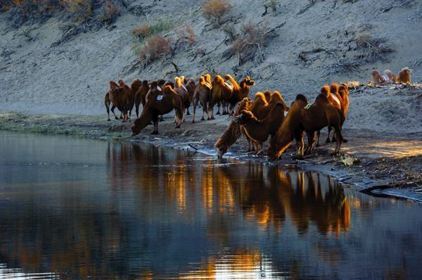 “影動絲路”攝影大賽獲獎作品展示