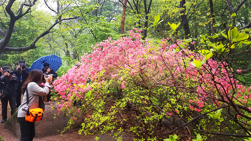 手機(jī)拍日照之四：周朝榮視角