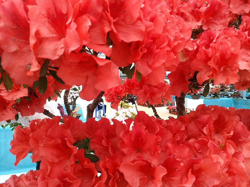 手機(jī)拍日照之七：張洪哲視角