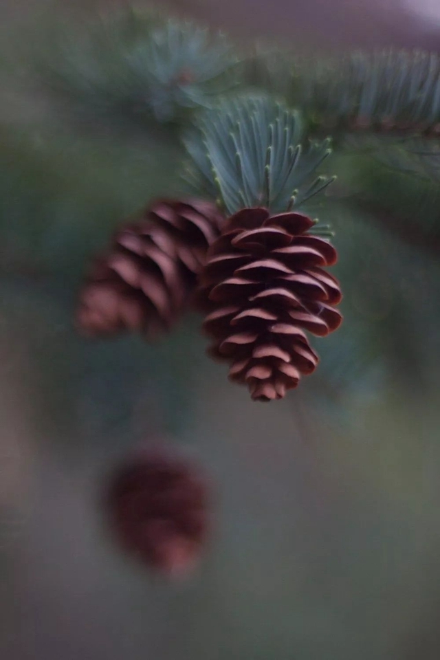 一分錢十分貨！4種低成本微距特效制作方案