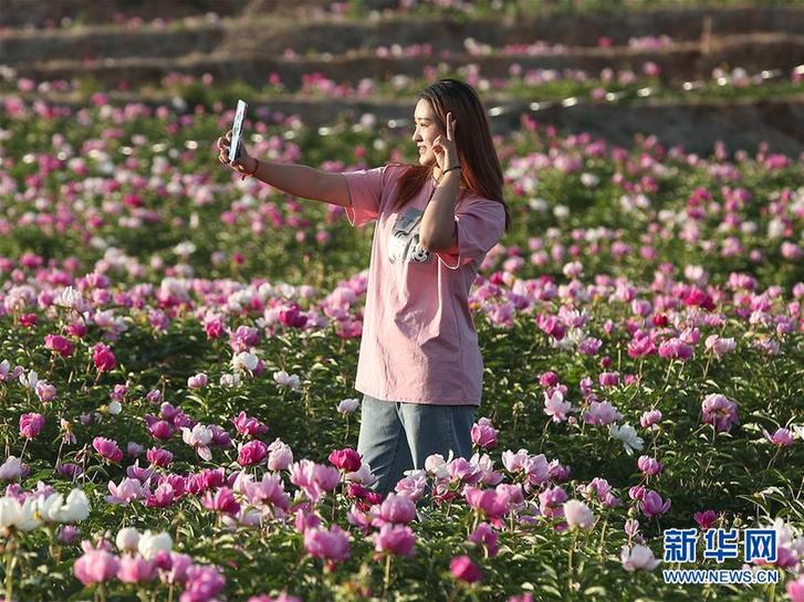 （社會(huì)）（4）遼寧阜新：芍藥花開引游人