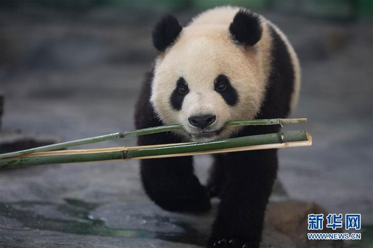 （社會）（4）8只大熊貓安家鳳凰