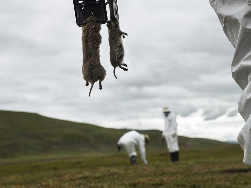 高原鼠疫監(jiān)測人——海拔4300米的責任與堅守