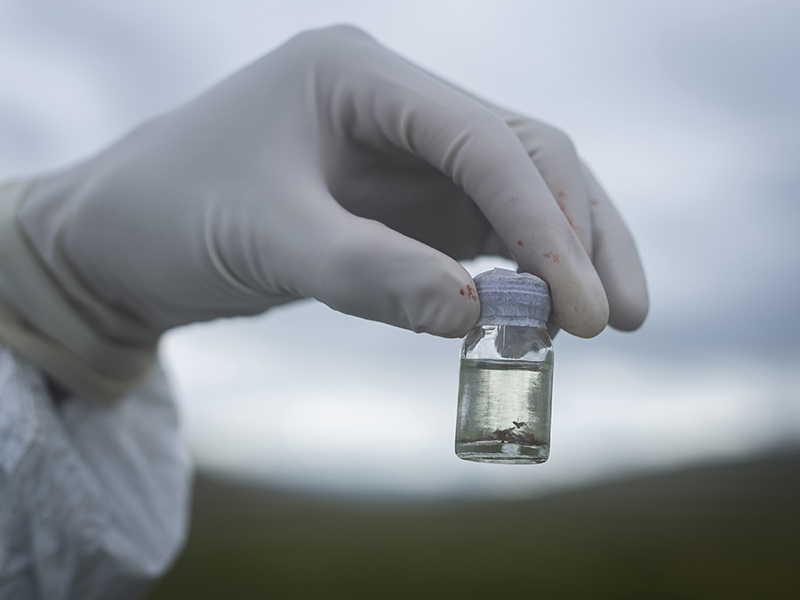 高原鼠疫監(jiān)測人——海拔4300米的責(zé)任與堅守