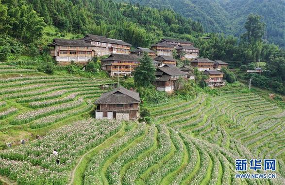 （環(huán)境）（1）廣西龍勝：梯田花海暑日嬌