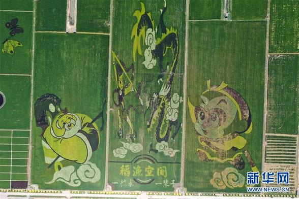 （社會(huì)）（1）寧夏賀蘭：稻田畫引客來