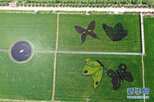 （社會(huì)）（3）寧夏賀蘭：稻田畫引客來