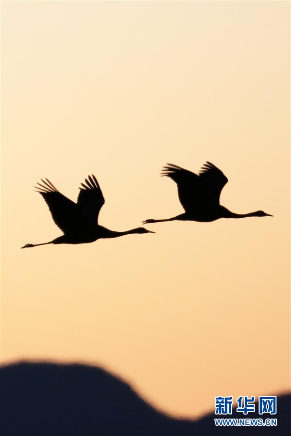 #（環(huán)境）（5）鶴舞草海