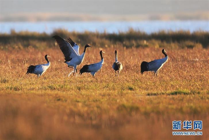 #（環(huán)境）（6）鶴舞草海