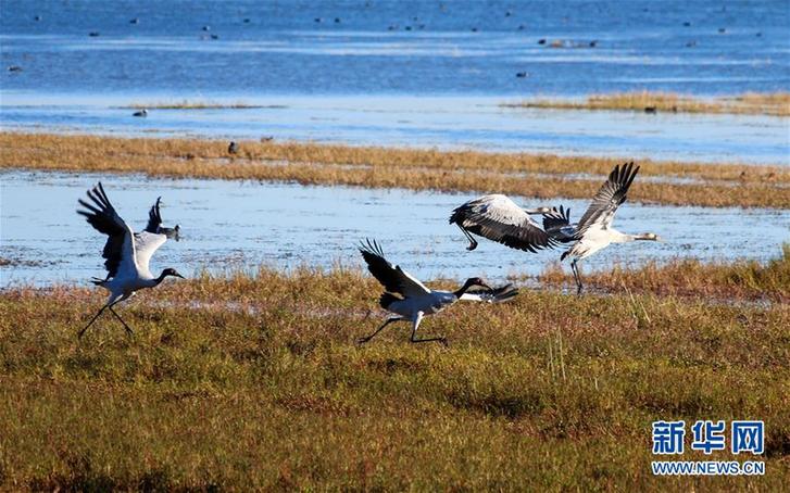 #（環(huán)境）（3）鶴舞草海