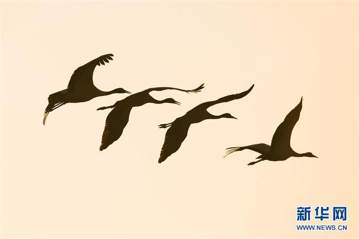 #（環(huán)境）（1）鶴舞草海