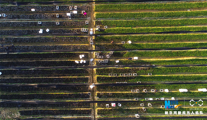 航拍重慶酉陽:初冬時節(jié)移栽脫貧油茶苗
