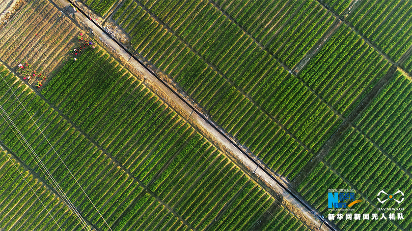 航拍重慶酉陽:初冬時節(jié)移栽脫貧油茶苗