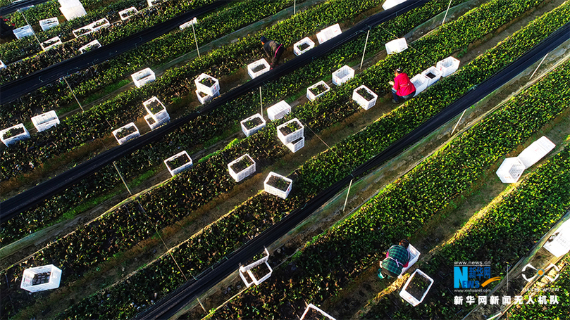 航拍重慶酉陽:初冬時節(jié)移栽脫貧油茶苗