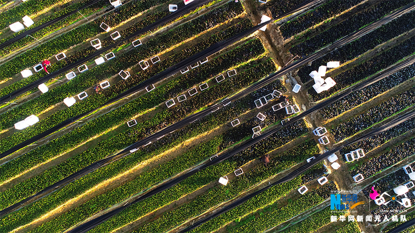 航拍重慶酉陽:初冬時節(jié)移栽脫貧油茶苗