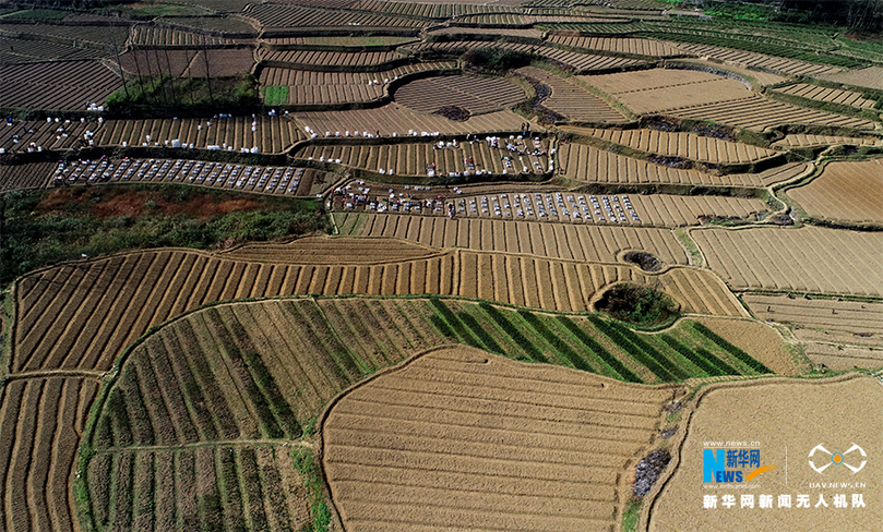 航拍重慶酉陽:初冬時節(jié)移栽脫貧油茶苗
