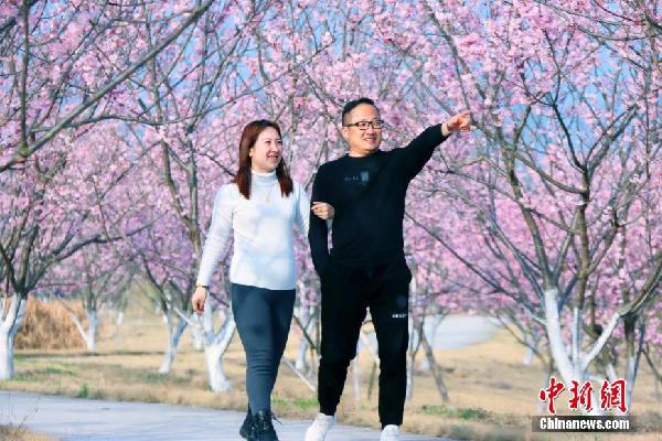 湖北枝江：春來櫻花開 市民賞花忙