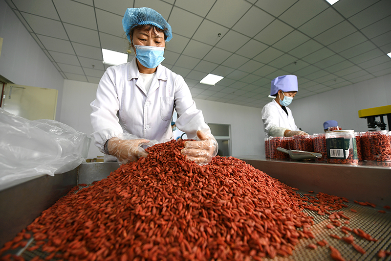 閩寧鎮(zhèn)：荒灘上崛起美麗家園