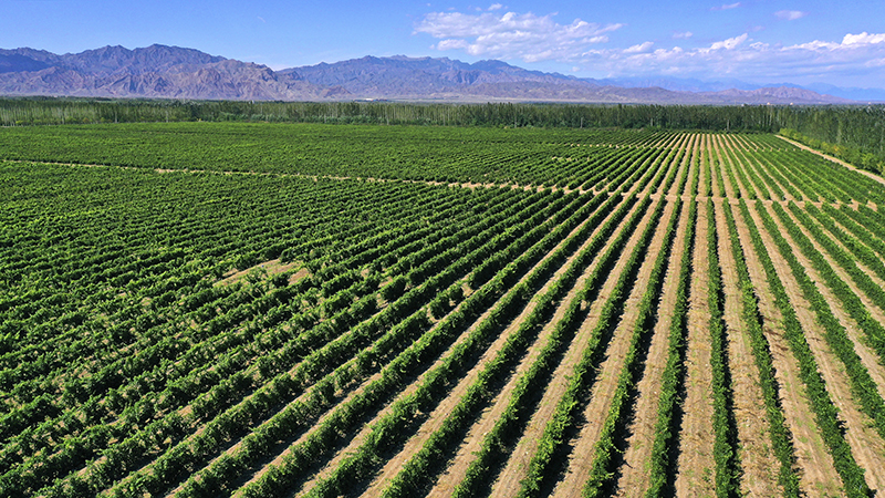 閩寧鎮(zhèn)：荒灘上崛起美麗家園