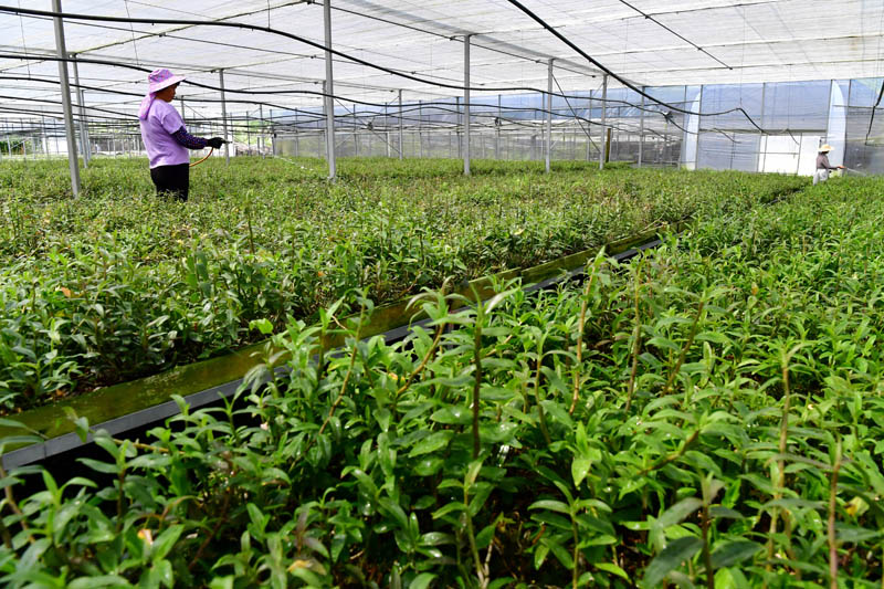我們的家園——福建古田鎮(zhèn)