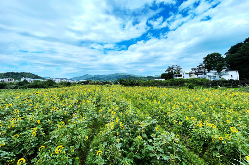 我們的家園——福建古田鎮(zhèn)