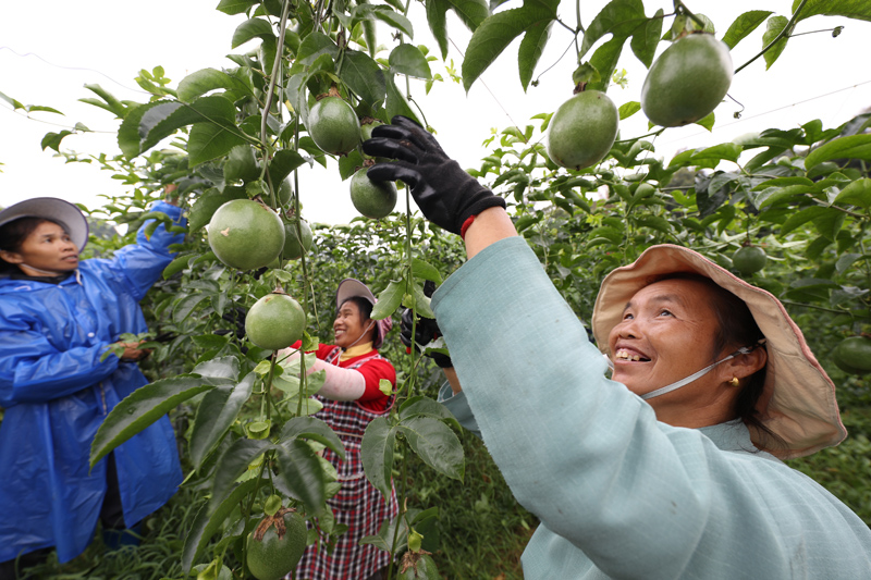56個(gè)民族一起奔小康