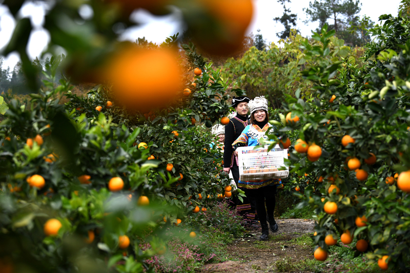 56個(gè)民族一起奔小康