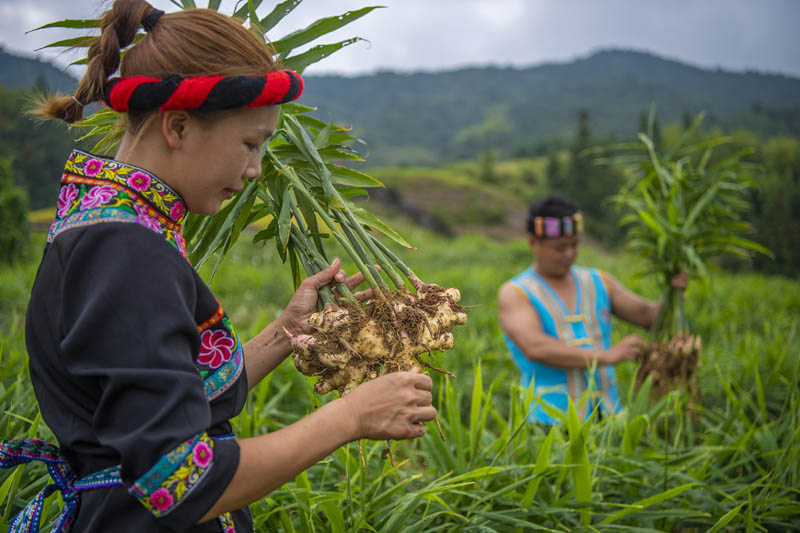 56個(gè)民族一起奔小康