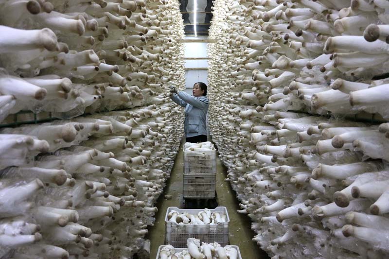 56個(gè)民族一起奔小康