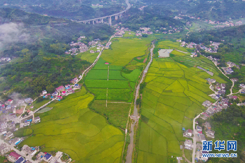 【“飛閱”中國】秋日田園稻花香