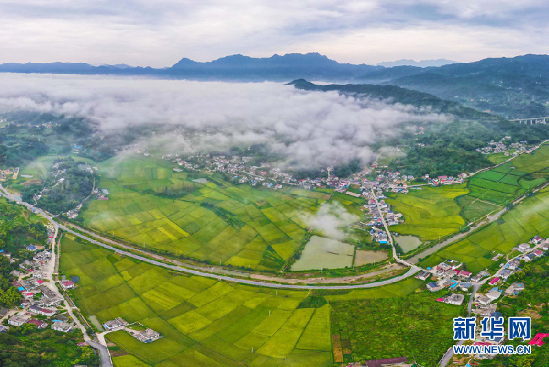【“飛閱”中國】秋日田園稻花香