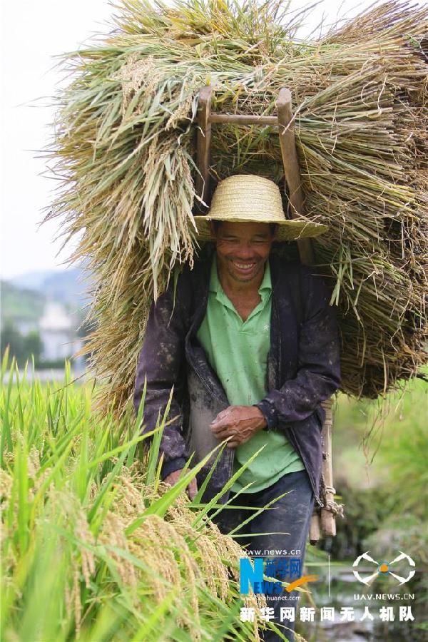 珠源大地盡染豐收色彩